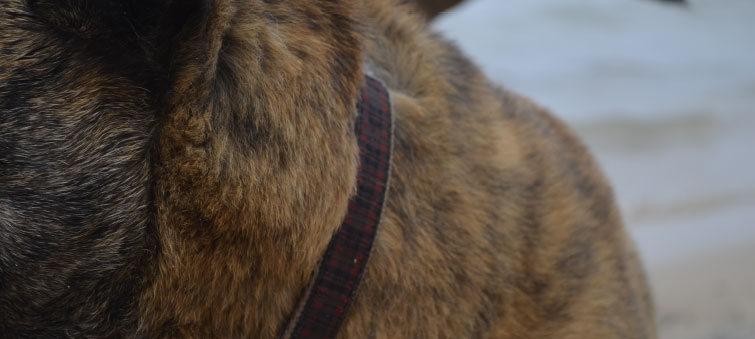 picture of a dog up close